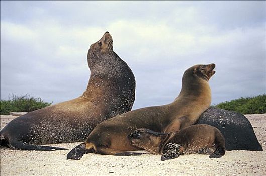 加拉帕戈斯,海狮,加拉帕戈斯海狮,女性,诞生,幼仔,胡德岛,加拉帕戈斯群岛,厄瓜多尔