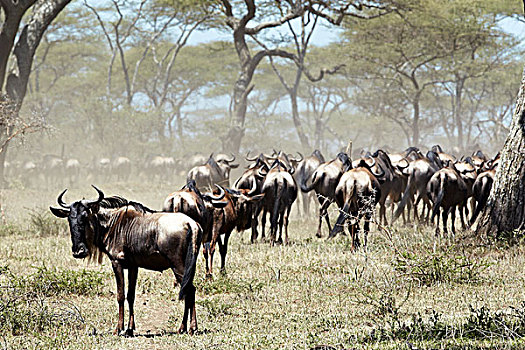 牧群,角马,塞伦盖蒂,坦桑尼亚,非洲