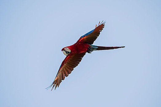 金刚鹦鹉,鹦鹉,飞行,潘塔纳尔,南马托格罗索州,巴西,南美