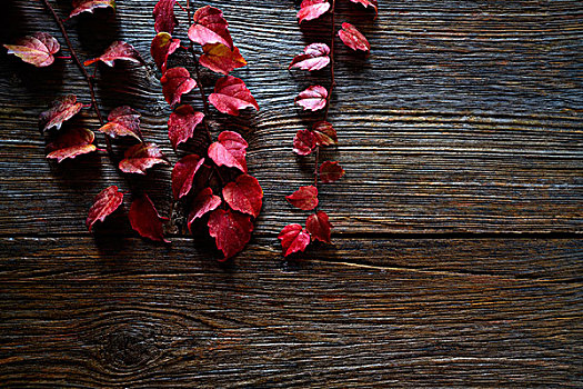 秋天,红叶,木头,背景