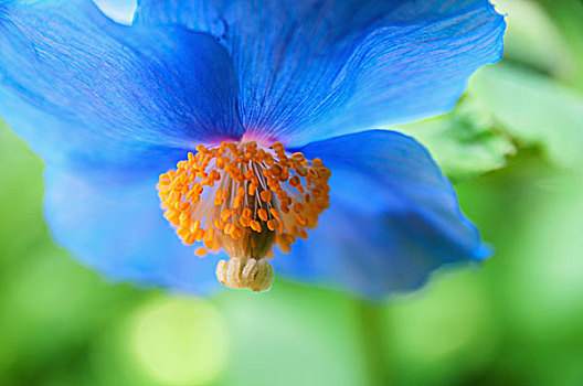 蓝花,四个,花瓣,悬挂,俯视,维多利亚,不列颠哥伦比亚省,加拿大