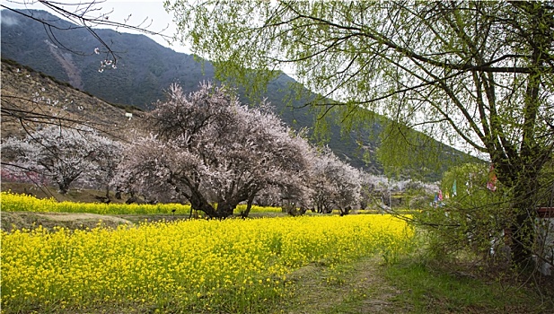 油菜花海桃花谷