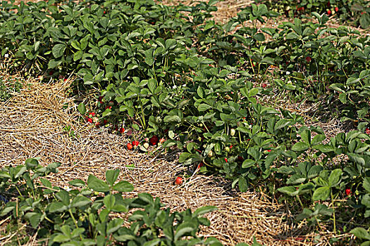 排,草莓,植物,农场,安大略省,加拿大
