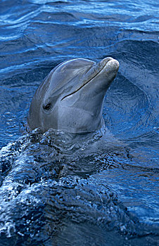 瓶鼻海豚,海豚,游泳,头像,加勒比海,洪都拉斯,中美洲