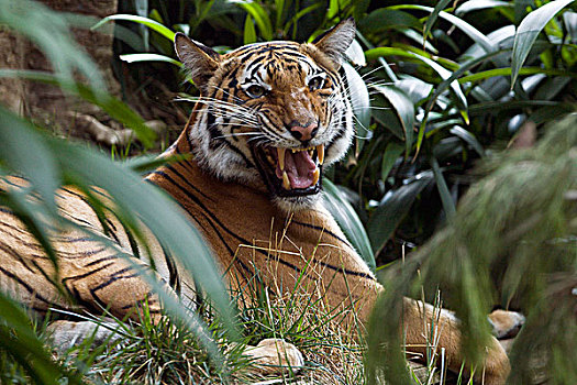 虎,狰狞,马来西亚