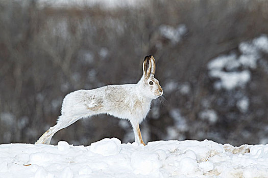 白尾,兔子,伸展,雪堆,中心,蒙大拿