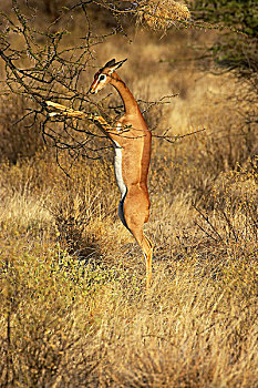 非洲瞪羚,瞪羚,长颈羚,女性,后腿站立,吃,叶子,肯尼亚