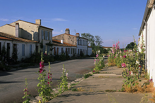 法国,乡村,街景,蜀葵,花