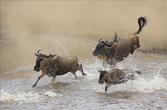 蓝角马,角马,三个,马拉河,马赛马拉国家保护区,肯尼亚