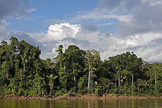 热带森林,河,玛努国家公园,秘鲁