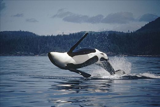 逆戟鲸,成年,雄性,鲸跃,约翰斯顿海峡,不列颠哥伦比亚省,加拿大