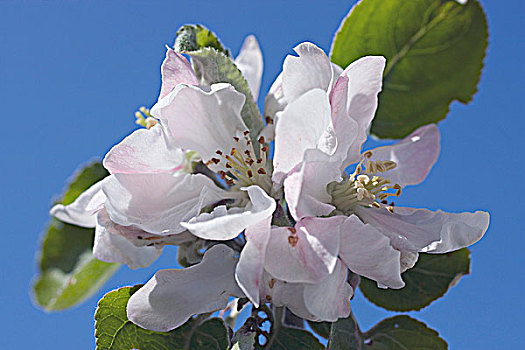 苹果树,花,特写