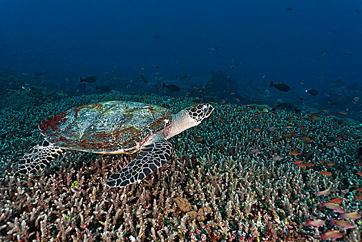 玳瑁,海龟,巴厘岛,印度尼西亚,亚洲