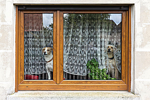 狗,看窗外,正面,帘,巴伐利亚,德国,欧洲