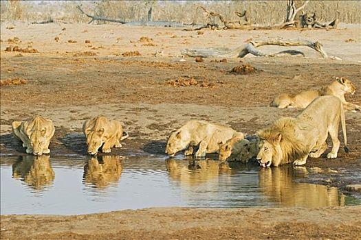 狮子,水坑,萨维提,博茨瓦纳,非洲