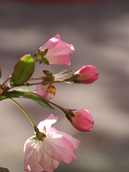 清晨阳光下的粉色海棠花