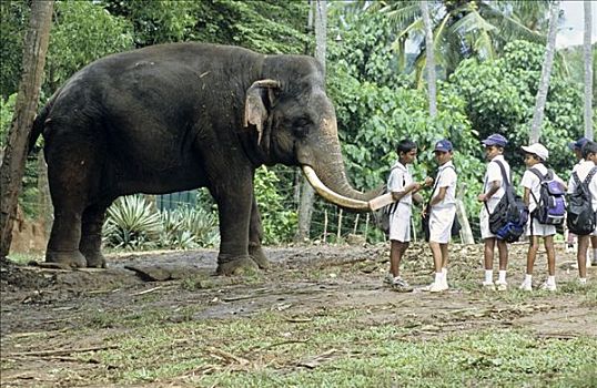 学童,站立,靠近,工作,大象,斯里兰卡