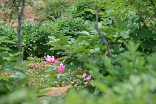 芍药花开,娇艳柔美