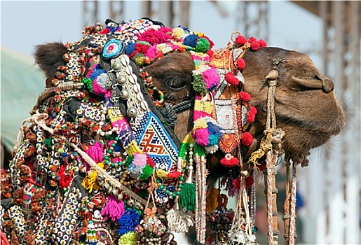 装饰,骆驼,普什卡,游艺,拉贾斯坦邦,印度,亚洲