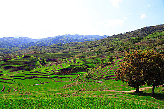 五指山市梯田风光