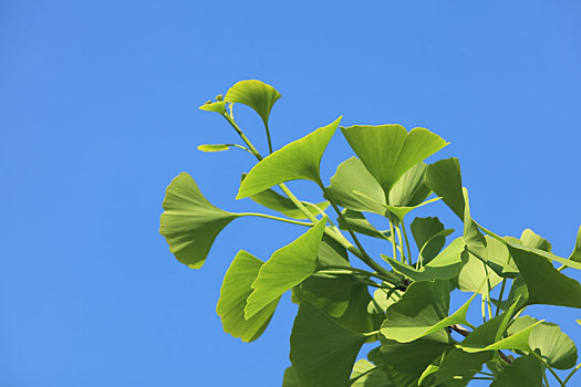 银杏树