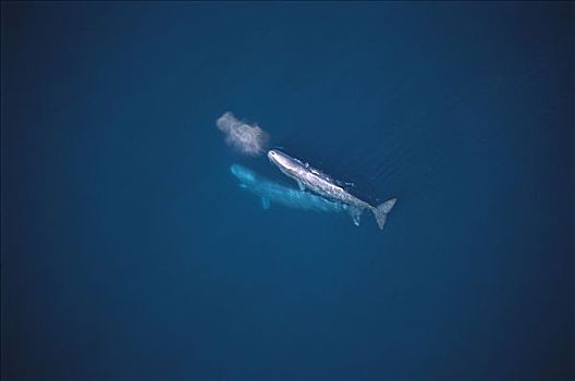 抹香鲸,航拍,两个,游动,靠近,表面,加利福尼亚湾,墨西哥