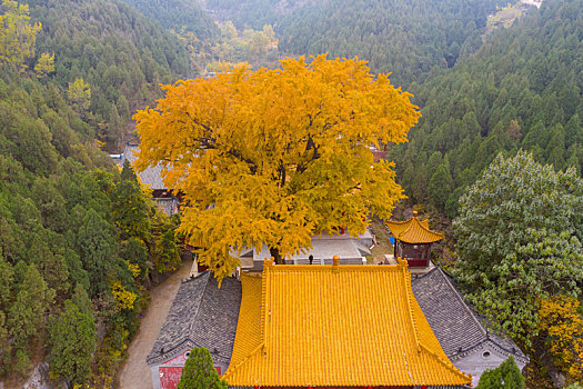 航拍济南淌豆寺的千年银杏