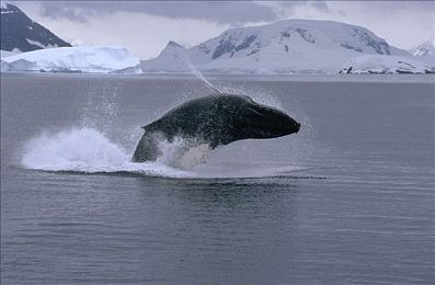 鲸类动物图片