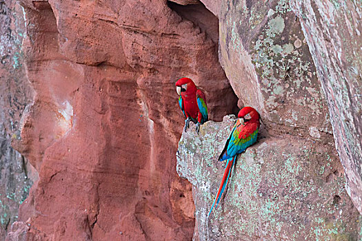 金刚鹦鹉,休息,悬崖,南马托格罗索州,巴西,南美