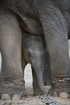 亚洲象,象属,幼兽,四个,老,下面,腹部,玩,链子,母亲,训练,工作,大象,旅游,虎,追踪,印度
