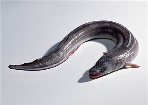 海鳗,欧洲康吉鳗