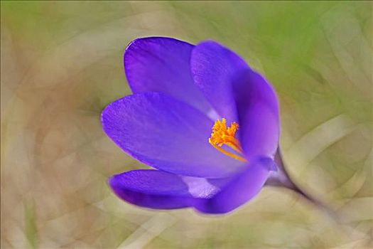 紫罗兰,藏红花