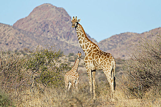 长颈鹿,幼兽,埃托沙国家公园,纳米比亚,非洲
