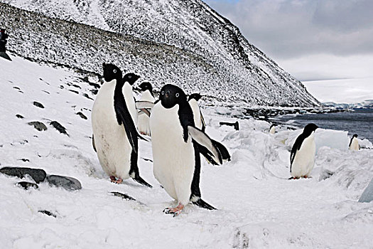 阿德利企鹅,群,海岸,保利特岛,南极半岛,南极