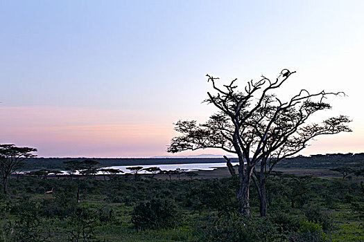 黎明,塞伦盖蒂,坦桑尼亚,非洲