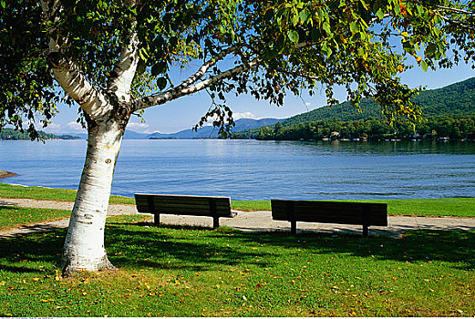 桦树,公园长椅,乔治湖,阿迪朗达克州立公园,纽约,美国