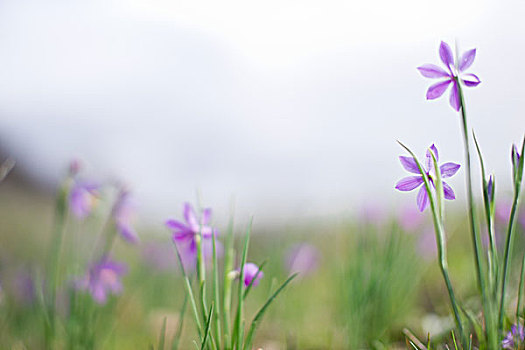 紫花,地点,特写