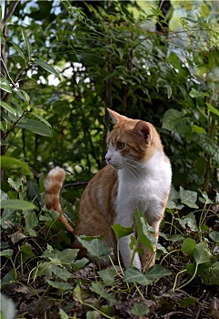 绿丛中的小花猫