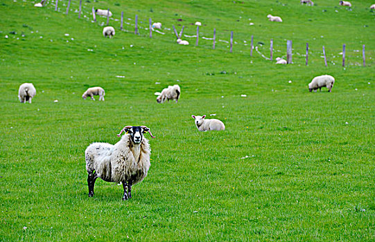 绵羊,放牧,草地,高地,苏格兰,英国,欧洲