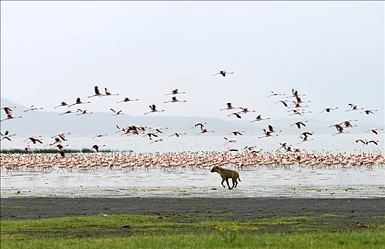 斑鬣狗,小红鹳,海岸线,纳库鲁湖,肯尼亚