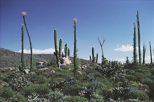 沙漠植被,盛开,树,北下加利福尼亚州,墨西哥
