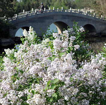 新疆哈密,丁香花怒放,满城皆香春意浓