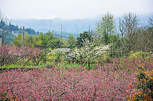 田园春色