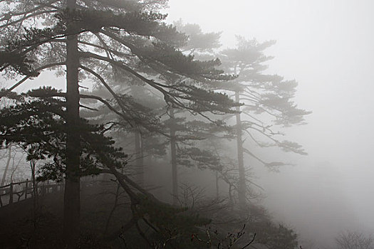 云雾中的黄山松和青刚栎