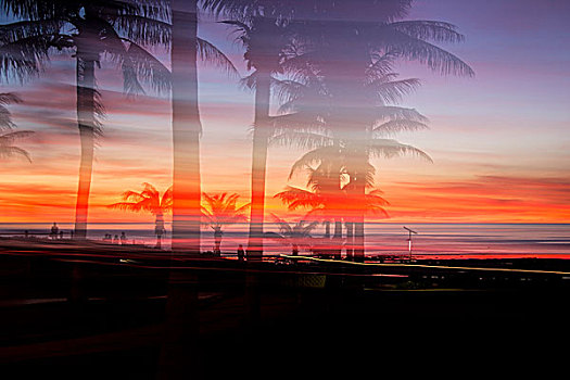剪影,棕榈树,生动,日落,上方,海洋,澳大利亚