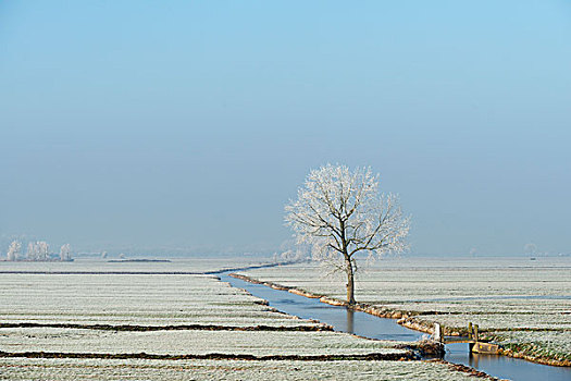 圩田,风景,冬天,荷兰南部,荷兰
