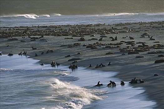 加州海狮,栖息地,峡岛国家公园,加利福尼亚