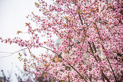 春季盛开的美人梅花朵特写