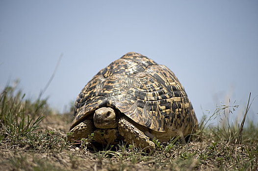 豹纹龟,马赛马拉,肯尼亚