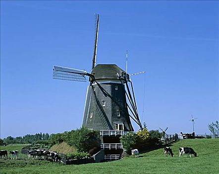 风车,母牛,荷兰